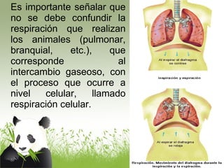 Es importante señalar que 
no se debe confundir la 
respiración que realizan 
los animales (pulmonar, 
branquial, etc.), que 
corresponde al 
intercambio gaseoso, con 
el proceso que ocurre a 
nivel celular, llamado 
respiración celular. 
 