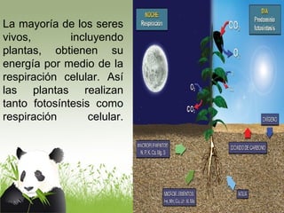 La mayoría de los seres 
vivos, incluyendo 
plantas, obtienen su 
energía por medio de la 
respiración celular. Así 
las plantas realizan 
tanto fotosíntesis como 
respiración celular. 
 