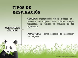 tiPOs de 
resPiraciÓN 
RESPIRACION 
CELULAR 
AEROBIA: Degradación de la glucosa en 
presencia de oxígeno para obtener energía 
metabólica, la realizan la mayoría de los 
organismos. 
ANAEROBIA: Forma especial de respiración 
sin oxígeno 
 