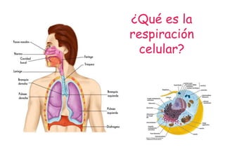 ¿Qué es la
respiración
celular?
 