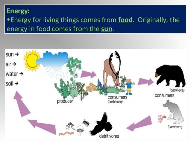 Energy Stored In Food Originally Comes From Energy Stored In Food Originally Comes From