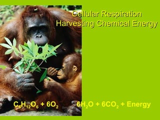 6H2O + 6CO2 + EnergyC6H12O6 + 6O2
Cellular RespirationCellular Respiration
Harvesting Chemical EnergyHarvesting Chemical Energy
 