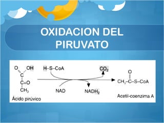 OXIDACION DEL
PIRUVATO
 