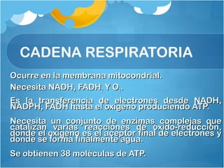 Ocurre en la membrana mitocondrial.Ocurre en la membrana mitocondrial.
Necesita NADH, FADHNecesita NADH, FADH22 Y OY O22..
Es la transferencia de electrones desde NADH,Es la transferencia de electrones desde NADH,
NADPH, FADH hasta el oxígeno produciendo ATP.NADPH, FADH hasta el oxígeno produciendo ATP.
Necesita un conjunto de enzimas complejas queNecesita un conjunto de enzimas complejas que
catalizan varias reacciones de óxido-reducción,catalizan varias reacciones de óxido-reducción,
donde el oxígeno es el aceptor final de electrones ydonde el oxígeno es el aceptor final de electrones y
donde se forma finalmente agua.donde se forma finalmente agua.
Se obtienen 38 moléculas de ATP.Se obtienen 38 moléculas de ATP.
CADENA RESPIRATORIA
 