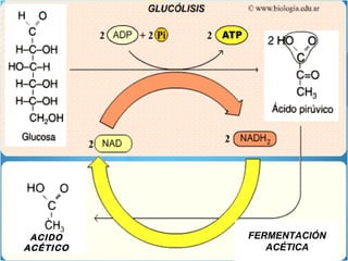 ACIDO
ACÉTICO
FERMENTACIÓN
ACÉTICA
 