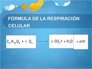 + ATP6 6 6
FÓRMULA DE LA RESPIRACIÓN
CELULAR
 