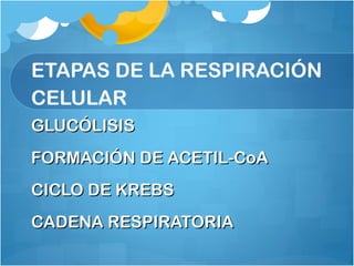 ETAPAS DE LA RESPIRACIÓN
CELULAR
GLUCÓLISISGLUCÓLISIS
FORMACIÓN DE ACETIL-CoAFORMACIÓN DE ACETIL-CoA
CICLO DE KREBSCICLO DE KREBS
CADENA RESPIRATORIACADENA RESPIRATORIA
 