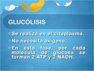 Se realiza en el citoplasma.Se realiza en el citoplasma.
No necesita oxígeno.No necesita oxígeno.
En esta fase, por cadaEn esta fase, por cada
molécula de glucosa semolécula de glucosa se
forman 2 ATP y 2 NADH.forman 2 ATP y 2 NADH.
GLUCÓLISIS
 