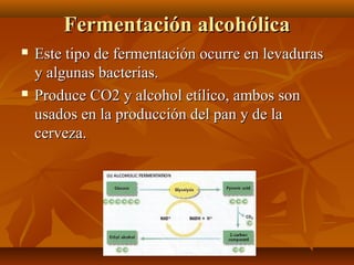 Fermentación alcohólicaFermentación alcohólica
 Este tipo de fermentación ocurre en levadurasEste tipo de fermentación oc...
