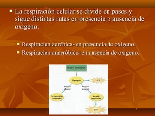  La respiración celular se divide en pasos yLa respiración celular se divide en pasos y
sigue distintas rutas en presenci...
