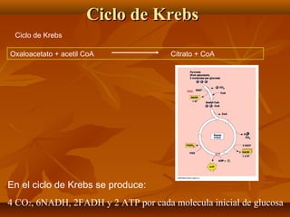 En el ciclo de Krebs se produce:
4 CO2, 6NADH, 2FADH y 2 ATP por cada molecula inicial de glucosa
Oxaloacetato + acetil Co...
