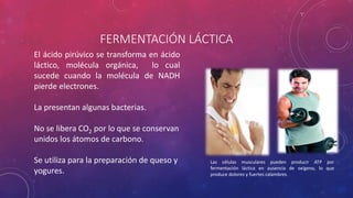 FERMENTACIÓN LÁCTICA
El ácido pirúvico se transforma en ácido
láctico, molécula orgánica, lo cual
sucede cuando la molécula de NADH
pierde electrones.
La presentan algunas bacterias.
No se libera CO2 por lo que se conservan
unidos los átomos de carbono.
Se utiliza para la preparación de queso y
yogures.
Las células musculares pueden producir ATP por
fermentación láctica en ausencia de oxígeno, lo que
produce dolores y fuertes calambres.
 
