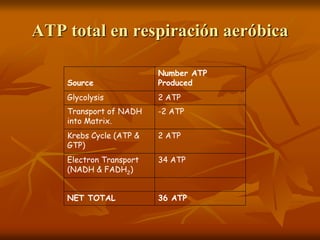 ATP total en respiración aeróbica
Source
Number ATP
Produced
Glycolysis 2 ATP
Transport of NADH
into Matrix.
-2 ATP
Krebs Cycle (ATP &
GTP)
2 ATP
Electron Transport
(NADH & FADH2)
34 ATP
NET TOTAL 36 ATP
 