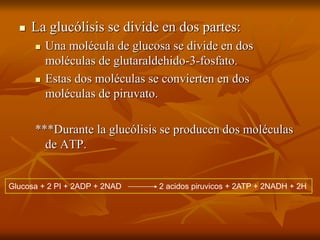  La glucólisis se divide en dos partes:
 Una molécula de glucosa se divide en dos
moléculas de glutaraldehido-3-fosfato.
 Estas dos moléculas se convierten en dos
moléculas de piruvato.
***Durante la glucólisis se producen dos moléculas
de ATP.
Glucosa + 2 PI + 2ADP + 2NAD 2 acidos piruvicos + 2ATP + 2NADH + 2H
 