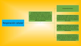 Respiración celular
Comprende dos fases:
*Primera fase: Se oxida la glucosa (azúcar) y
no depende del oxígeno, por lo que recibe el
nombre de respiración anaeróbica y glucolisis,
reacción que se lleva a cabo en el citoplasma
de la celula.
*Segunda fase: Se realiza con la intervención
del oxígeno y recibe el nombre de respiración
aeróbica o el ciclo de krebs y se realiza en
estructuras especiales de las células llamadas
mitocondrias.
Tanto que es una parte del metabolismo,
concretamente del catabolismo, en el cual la
energía contenida en distintas biomoléculas,
como los glúcidos (azúcares, carbohidratos),
es liberado de manera controlada.
La respiración celular es el conjunto de
reacciones bioquímicas que ocurren en la
mayoría de las células. También es el conjunto
de reacciones químicas mediante las cuales se
obtiene energía a partir de la degradación de
sustancias orgánicas, como los azúcares y los
ácidos principalmente.
 
