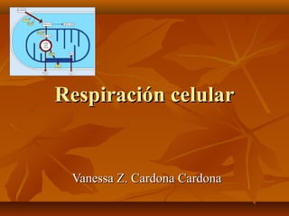 Respiración celularRespiración celular
Vanessa Z. Cardona CardonaVanessa Z. Cardona Cardona
 