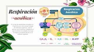 Es un tipo de metabolismo energético en
el que los seres vivos extraen energía
de moléculas orgánicas, como la
glucosa, por un proceso complejo en el
que el carbono es oxidado y en el que
el oxígeno procedente del aire es el
oxidante empleado.
10
Respiración
→aeróbica←
 
