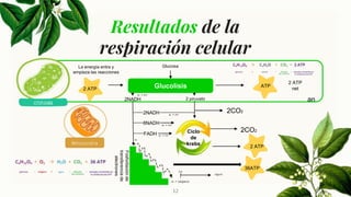 12
Resultados de la
respiración celular
2 ATP
La energía entra y
empieza las reacciones
Glucosa
ATP
2 ATP
net
Ciclo
de
krebs
2 ATP
2CO2
2CO2
2 piruvato
Glucolisis
2NADH
2NADH
8NADH
FADH
e- + H+
e- + H+
e- + H+
e- + H+
e-
e- + oxígeno
Fosforilaciónde
transferenciade
electrones
36ATP
H+
agua
Mitocondria
an
 