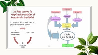 13
1. Glucolisis
2.
Ciclo de
Krebs
3.
La cadena
respiratoria
¿Cómo ocurre la
respiración celular al
interior de la célula?
La respiración celular es un
proceso de tres pasos
 
