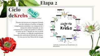 Ciclo
deKrebs
16
(ciclo del acido cítrico)
Durante este proceso un compuesto formado
por dos carbonos, el acetilo, se degrada
completamente uniéndose a un compuesto de 4
átomos de carbono formando así otro
compuesto de 6. Luego este pierde un carbono y
se forma uno de 5. Después de esto se pierde
otro carbono y se degrada completamente
formando dos moléculas de dióxido de carbono.
En este proceso hay liberación de energía
moléculas de piruvato son transportadas a la
mitocondria
Etapa 2
 