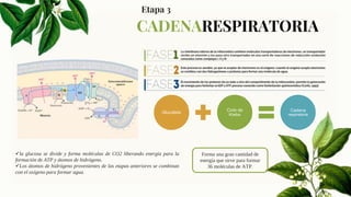 18
CADENARESPIRATORIA
Glucolisis
Ciclo de
Krebs
Cadena
respiratoria
Etapa 3
la glucosa se divide y forma moléculas de CO2 liberando energía para la
formación de ATP y átomos de hidrógeno.
Los átomos de hidrógeno provenientes de las etapas anteriores se combinan
con el oxígeno para formar agua.
Forma una gran cantidad de
energía que sirve para formar
36 moléculas de ATP.
 