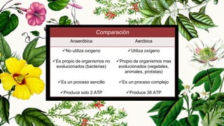 19
Comparación
Anaeróbica Aeróbica
No utiliza oxígeno
Es propio de organismos no
evolucionados (bacterias)
Es un proceso sencillo
Produce solo 2 ATP
Utiliza oxígeno
Propio de organismos mas
evolucionados (vegetales,
animales, protistas)
Es un proceso complejo
Produce 36 ATP
 