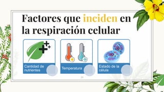 Cantidad de nutrientes
20
Factores que inciden en
la respiración celular
Cantidad de
nutrientes
Temperatura
Estado de la
célula
 