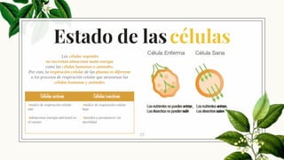 Estado de lascélulas
23
Células activas Células inactivas
índice de respiración celular
alto
almacenan energía adicional en
el cuerpo
índice de respiración celular
bajo
tienden a permanecer sin
movilidad
Las células vegetales
no necesitan almacenar tanta energía
como las células humanas o animales.
Por esto, la respiración celular de las plantas es diferente
a los procesos de respiración celular que atraviesan las
células humanas y animales
 
