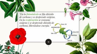 ”
“En la fotosíntesis se fija dióxido
de carbono y se desprende oxígeno.
En la respiración se consume
oxígeno y se desprende dióxido de
carbono, liberándose energía.”
8
 
