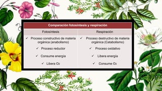 25
Comparación fotosíntesis y respiración
Fotosíntesis Respiración
 Proceso constructivo de materia
orgánica (anabolismo)
 Proceso reductor
 Consume energía
 Libera O2
 Proceso destructivo de materia
orgánica (Catabolismo)
 Proceso oxidativo
 Libera energía
 Consume O2
 