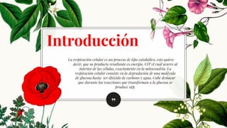”
La respiración celular es un proceso de tipo catabólico, esto quiere
decir, que su producto resultante es energía ATP el cuál ocurre al
interior de las células, exactamente en la mitocondria. La
respiración celular consiste en la degradación de una molécula
de glucosa hasta ser dióxido de carbono y agua. Cabe destacar
que durante las reacciones que transforman a la glucosa se
produce atp.
Introducción
 