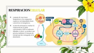 RESPIRACIONCELULAR
◉ conjunto de reacciones
bioquímicas y los compuestos
orgánicos son degradados hasta
convertirse en inorgánicos.
◉ su función principal es realizar la
respiración de la célula
convirtiendo el ATP en adenosín
difosfato, es decir, se produce este
proceso mediante el consumo de
energía que fue conseguida en la
fotosíntesis
4
 