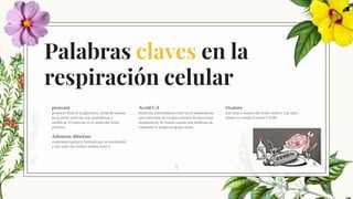 Palabras claves en la
respiración celular
piruvato
producto final de la glucólisis, actúa de soporte
en la unión entre las vías anaeróbicas y
aeróbicas. El piruvato es el anión del ácido
pirúvico.
Acetil CA
molécula intermediaria clave en el metabolismo
que interviene en un gran número de reacciones
bioquímicas. Se forma cuando una molécula de
coenzima A acepta un grupo acetil.
Oxalato
son sales o ésteres del ácido oxálico. Las sales
tienen en común el anión C2O42
Adenosín difosfato
compuesto químico formado por un nucleósido
y dos radicales fosfato unidos entre sí
5
 
