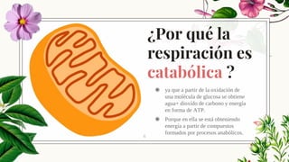 ¿Por qué la
respiración es
catabólica ?
◉ ya que a partir de la oxidación de
una molécula de glucosa se obtiene
agua+ dioxído de carbono y energía
en forma de ATP.
◉ Porque en ella se está obteniendo
energía a partir de compuestos
formados por procesos anabólicos.
6
 