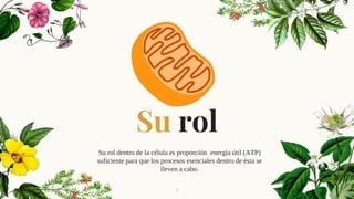 Su rol
Su rol dentro de la célula es proporción energía útil (ATP)
suficiente para que los procesos esenciales dentro de ésta se
lleven a cabo.
7
 