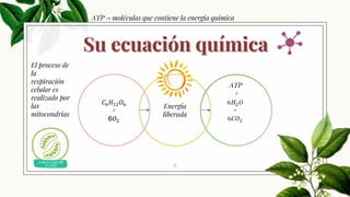 Su ecuación química
Energía
liberada
𝐶6 𝐻12 𝑂6
+
6𝑂2
8
ATP
+
ATP → moléculas que contiene la energía química
El proceso de
la
respiración
celular es
realizado por
las
mitocondrias
 