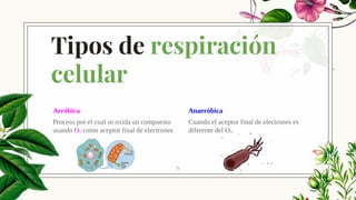 Aeróbica
Proceso por el cual se oxida un compuesto
usando O2 como aceptor final de electrones
Tipos de respiración
celular
Anaeróbica
Cuando el aceptor final de electrones es
diferente del O2.
9
 