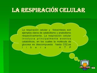 LA Respiración Celular  La respiración celular y fotosíntesis son   ejemplos claros de catabolismo y anabolismo respectivamente. La respiración celular  involucra principalmente eventos catabólicos, en los cuales la molécula de glucosa es descompuesta  hasta C02,se libera  ATP 