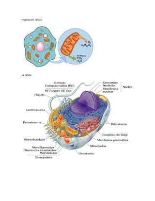 respiracion celular




La célula
 