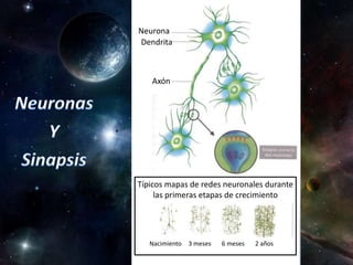 Neurona
Dendrita
Axón
Típicos mapas de redes neuronales durante
las primeras etapas de crecimiento
Nacimiento 3 meses 6 meses 2 años