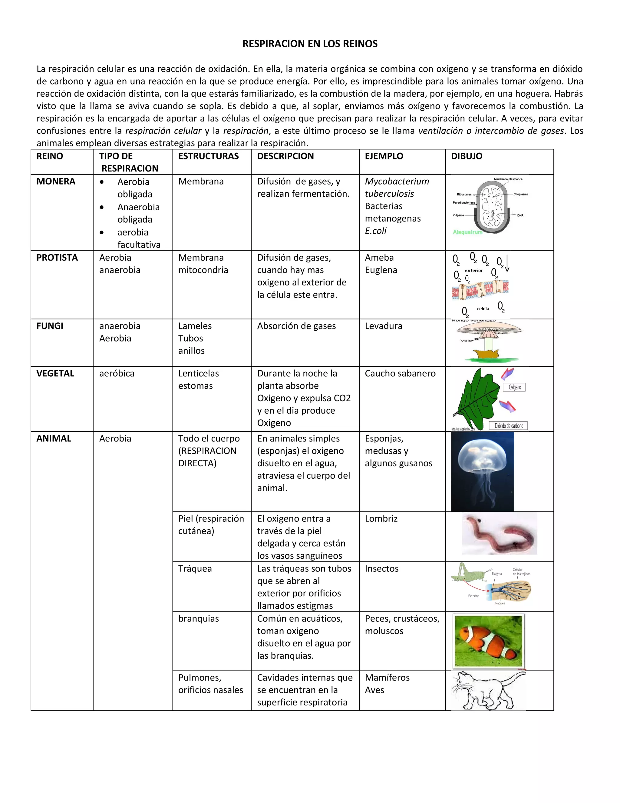 Respiracion cuadro | DOC