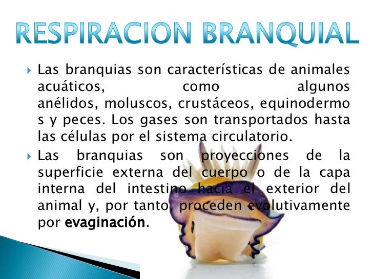 RESPIRACIÓN DE LOS VERTEBRADOS