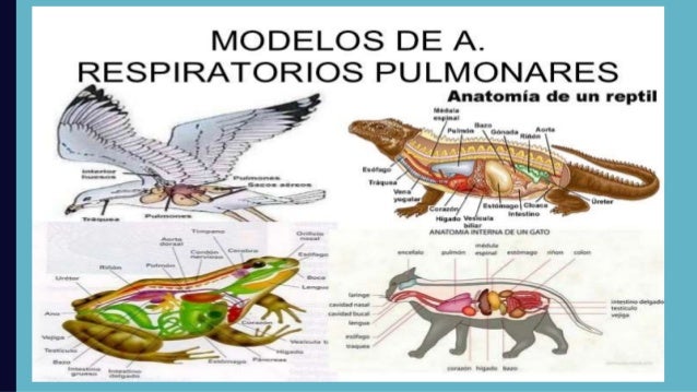 Respiracion en los animales