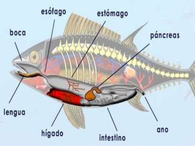 Respiracion en peces