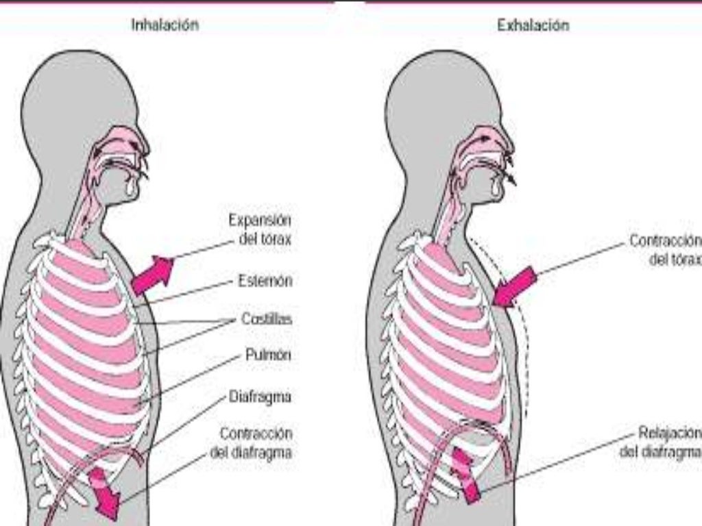 Respiracion humana