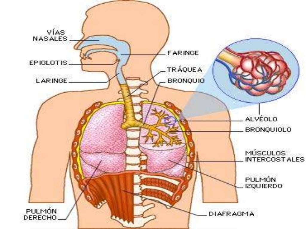 Respiracion humana