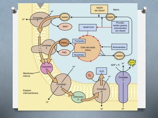 Respiracion oxidativa