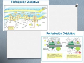 Respiracion oxidativa