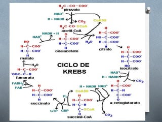 Respiracion oxidativa