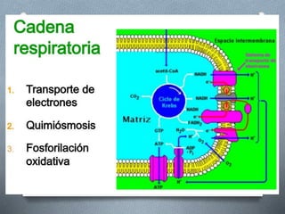 Respiracion oxidativa